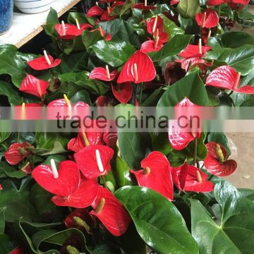 High Quality Fresh Cut Red Flower Anthurium for Selling photo-2