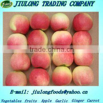 Hot sale Hight quality gala apple