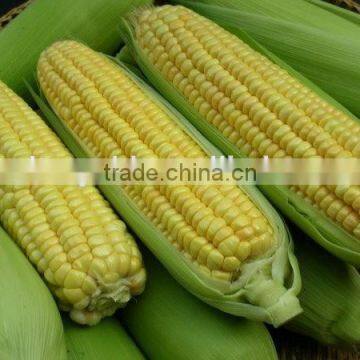 Non-GMO Frozen Sweet Corn Kernels IQF Sweet Corn Kernels photo-3