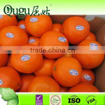 New crop navel orange