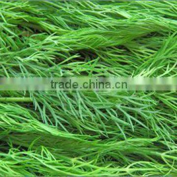 Egyptian Fresh Dill