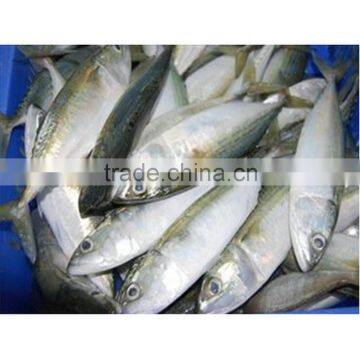 Top quality frozen indian mackerel fish high quality