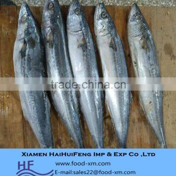 Spanish mackerel frozen fish from professional supplier