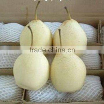 White ya Pear