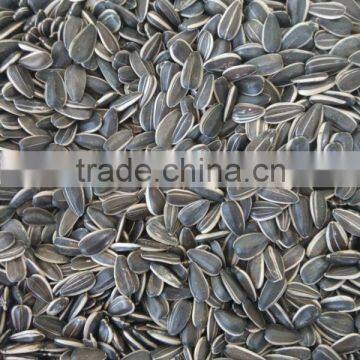 china high quality sunflower seed for export