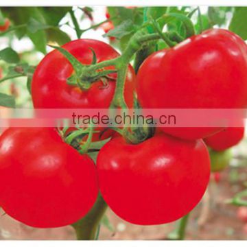 Super Good Heat & Humidity Tolerance Hybrid Big Giant Red Tomato Seeds For Sale-Sky Fortune 200