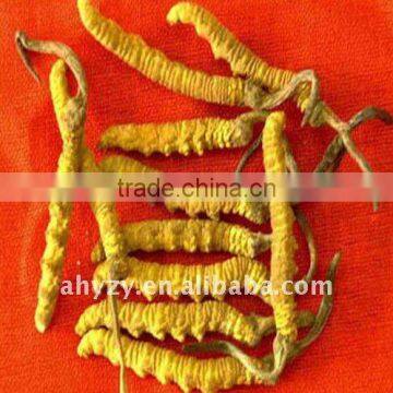 Wild cordyceps