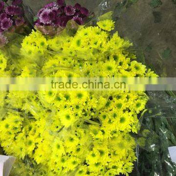 Fresh Cut Chrysanthemums Flower