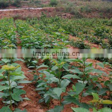 Ornamental plant Cherry blossom seedling