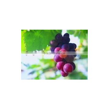 black grape seed extract