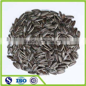 Long shape 5009 24/64 sunflower seed market price