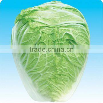 MCC04 Dabai super big chinese cabbage seeds f1 hybrid for cultivation