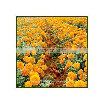 Tagetes Oil