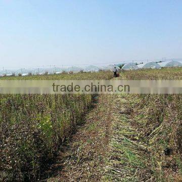OEM New Condition Soybean Harvester Machine photo-3
