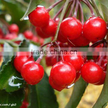 Cherry Multiple Layer Continuous Type Mesh Belt Dryer photo-6