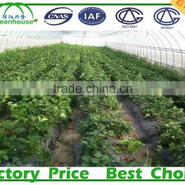 Commercial Climate Control Strawberry Greenhouse With Thermal System photo-3
