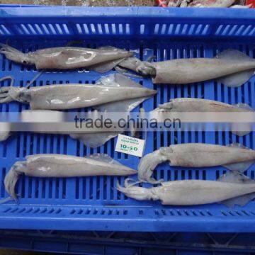 Squid Needle photo-3