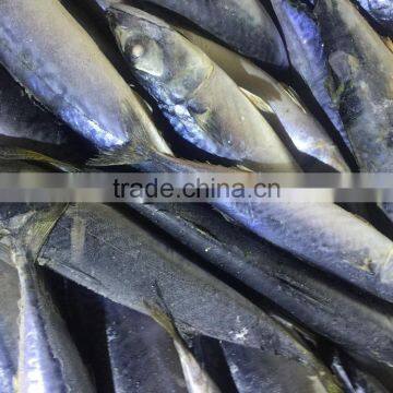 Frozen Pacific Mackerel Atlantic Mackerel for Canning Canned Food photo-5
