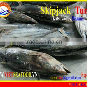 WHOLE ROUND FROZEN SKIPJACK TUNA