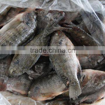 Export Hot Sell Frozen Tilapia photo-2