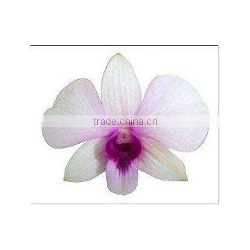 Thailand Best Quality D-006 Dendrobium Bangkok Land Orchid