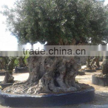 OLEA EUROPAEA Millenary photo-3