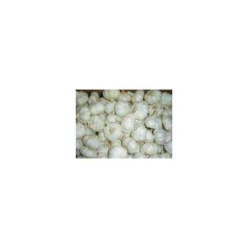 Cold Storage Normal White Garlic With 3P , 4P , 5P , 6P / net