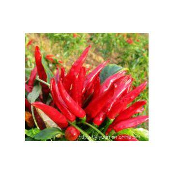 red  tufted pepper seeds hot pepper greenhouse plant  pepper seeds no.44