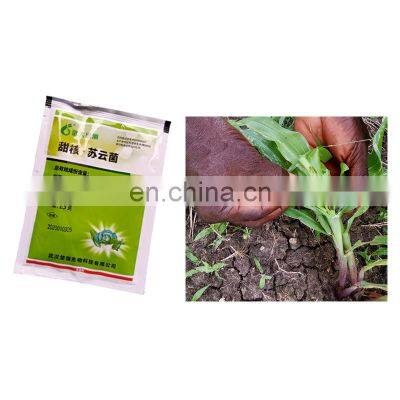 Greenhouse Planting Stem Mustard Use SeNPV WP to Kill Worms