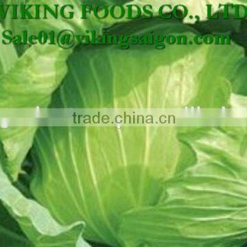 Special _ FRESH CABBAGE _ Good Quality