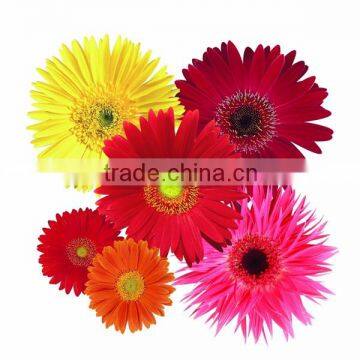 Fresh A Kind Of Color Gerbera Cut Gerbera Flowers