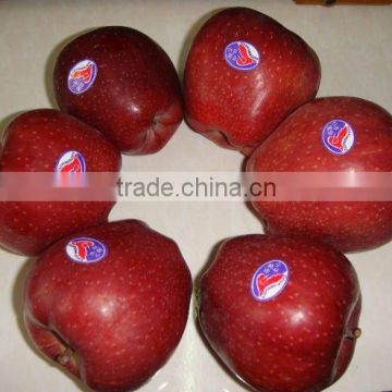 FRESH TOP RED APPLES FRUITS