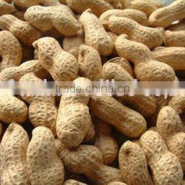 Groundnut In Shell