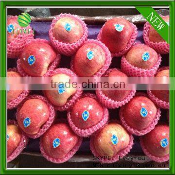 hot sell red qinguan apples factory chinese qinguan apples company