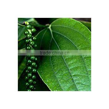 Indian Black Pepper Oil