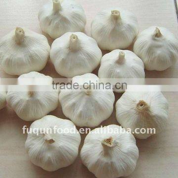 High quality Chinese garlic 2012 crop