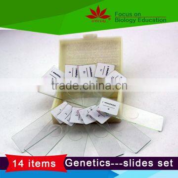 With all the phases 12pcs set Meiosis microscope slides