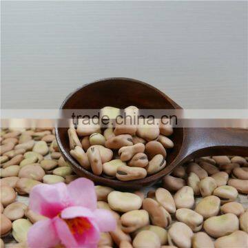 High Quality Dry Broad Beans / Faba Beans / Fava Beans Seed for Cannery photo-2