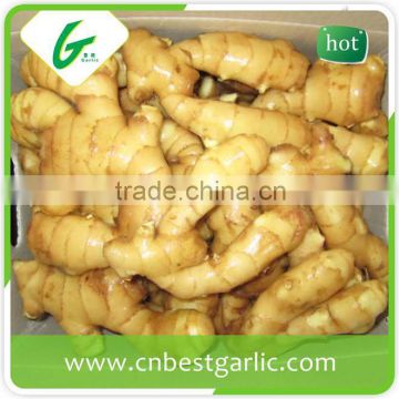 Chinese mature fresh ginger price in china