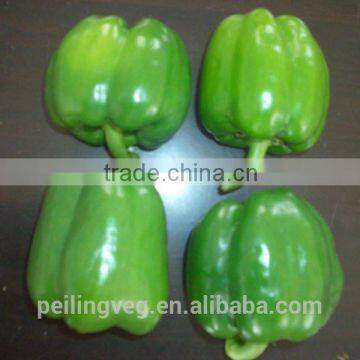 Green Fresh bell pepper From China Farmland