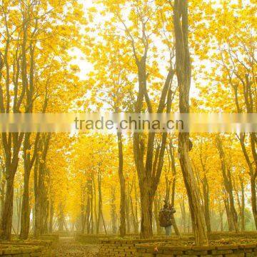 Tabebuia Chrysantha