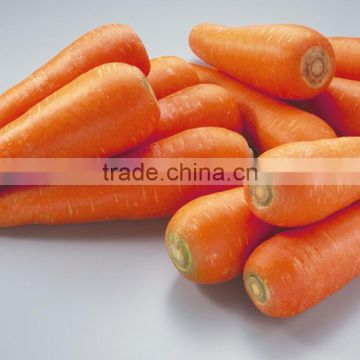 CA02 Hongfushi five inch new kuroda carrot seeds for growing