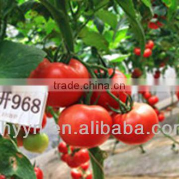 Zhongyan 968 best tomato seeds