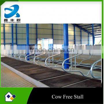 Dairy Farm Cow Free Stalls Cow Barn