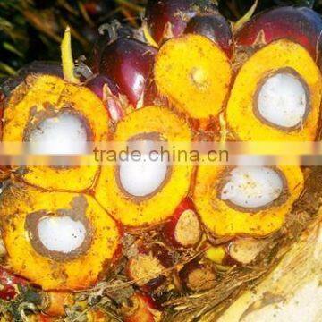 2017 Factory Supply CPO Crude Palm Fruit Sterilizer Tank for Palm Oil Press photo-2