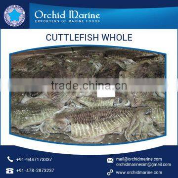 cuttlefish whole