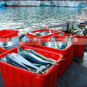 Frozen Mahi Mahi Fish Whole Around (Coryphaena Hippurus) photo-4