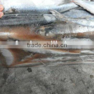 super quality frozen north pacific saury