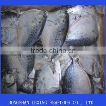 frozen moonfish whole round small size