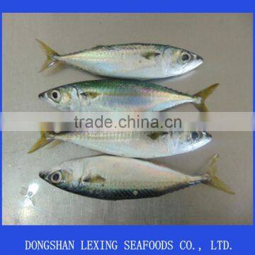 Frozen Seafood Pacific Mackerel